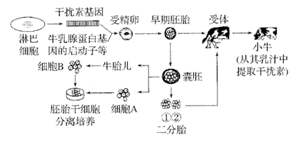 基因工程技術(shù)的突破 利用微生物規(guī)模化生產(chǎn)干擾素